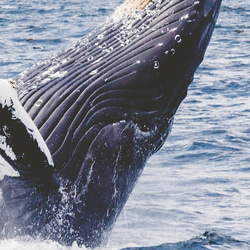 ゴージャス 自然 クジラ ジャンプ Whale / インテリアポスター 海外アート /4608 8枚目の画像