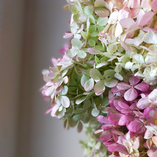 秋色紫陽花ミナヅキのドライフラワー大きな4本セット ドライ