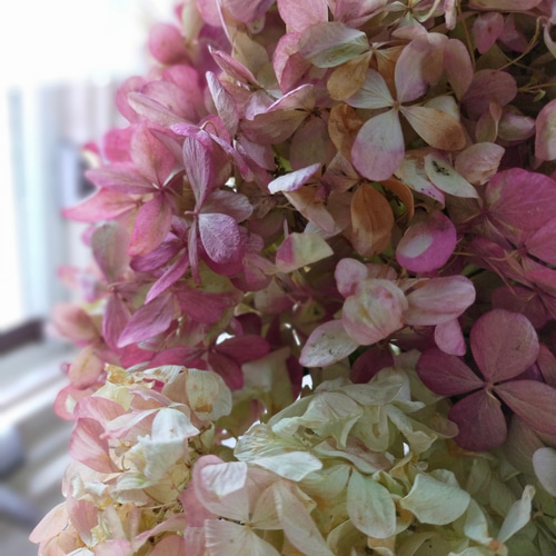 秋色紫陽花ミナヅキのドライフラワー大きな4本セット ドライ