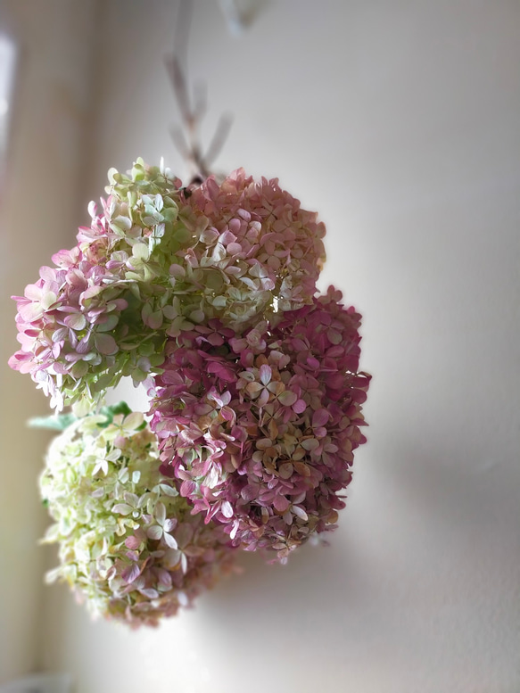 秋色紫陽花ミナヅキのドライフラワー大きな4本セット ドライ