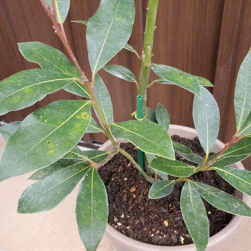 月桂樹 ローリエ 大きめ♪お洒落鉢植え 苗 シンボルツリー その他