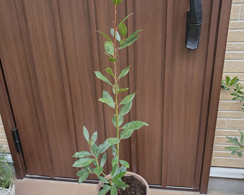 月桂樹苗／シンボルツリー　樹高130センチ 鉢植え　撮影品のお届け 楽天市場】シンボルツリー 月桂樹の通販
