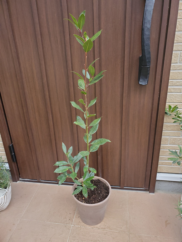 月桂樹 ローリエ 大きめ♪お洒落鉢植え 苗 シンボルツリー