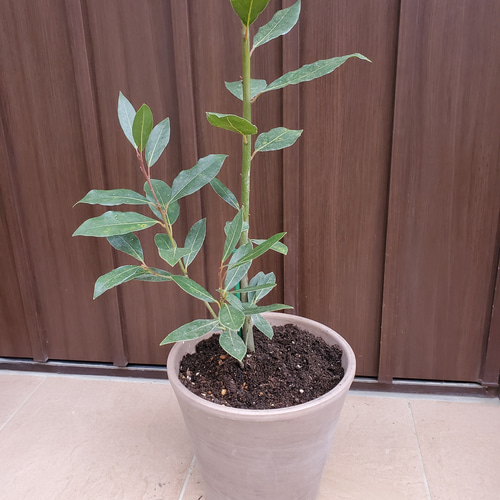 月桂樹 ローリエ 大きめ♪お洒落鉢植え 苗 シンボルツリー その他