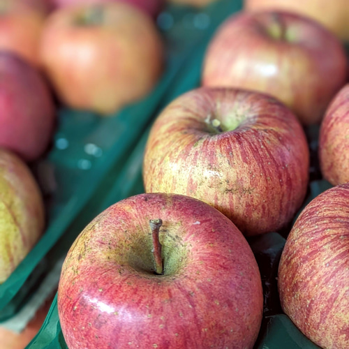 送料無料】サンふじ(家庭用)約5kg 果物（フルーツ） 幸作りんご園 通販