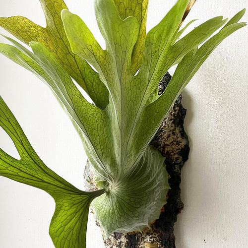 ビカクシダリドレイ胞子体10〜15株　20個 ビカクシダリドレイ胞子体10〜15株 20個