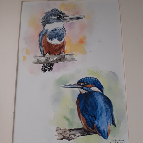 水彩画 カワセミとヤマセミ 絵画 makochin 通販 15251240｜Creema
