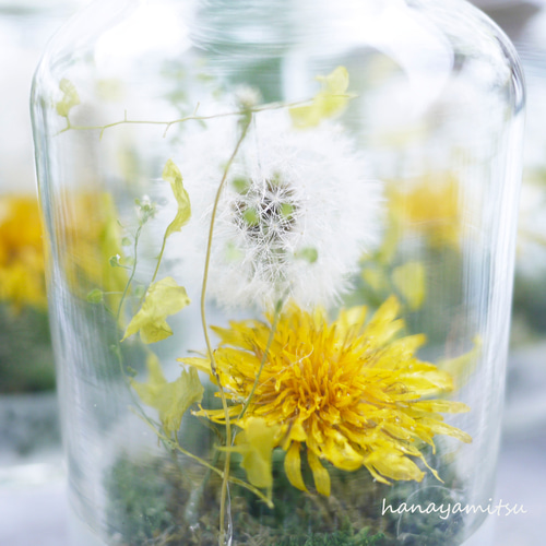 たんぽぽと綿毛のドライフラワー｜瓶詰めの森 ドライフラワー 花や蜜