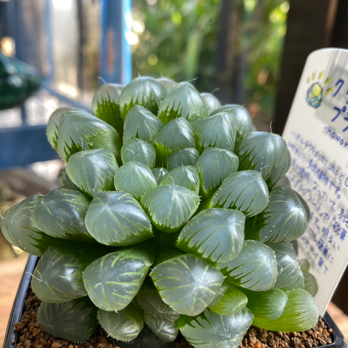 多肉植物】ハオルチア クリスタルプランツ 8センチ角 23-11 送料無料