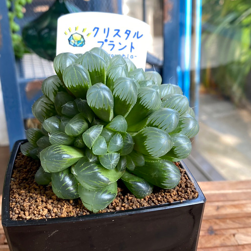 多肉植物】ハオルチア クリスタルプランツ 8センチ角 23-11 送料無料