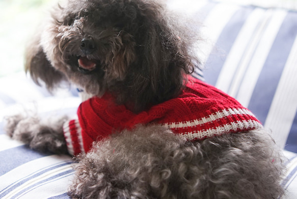 犬服 可愛い ペットウェア 犬ウェア セーター 蝶結びつき 暖かい 赤と青選択可能 4枚目の画像
