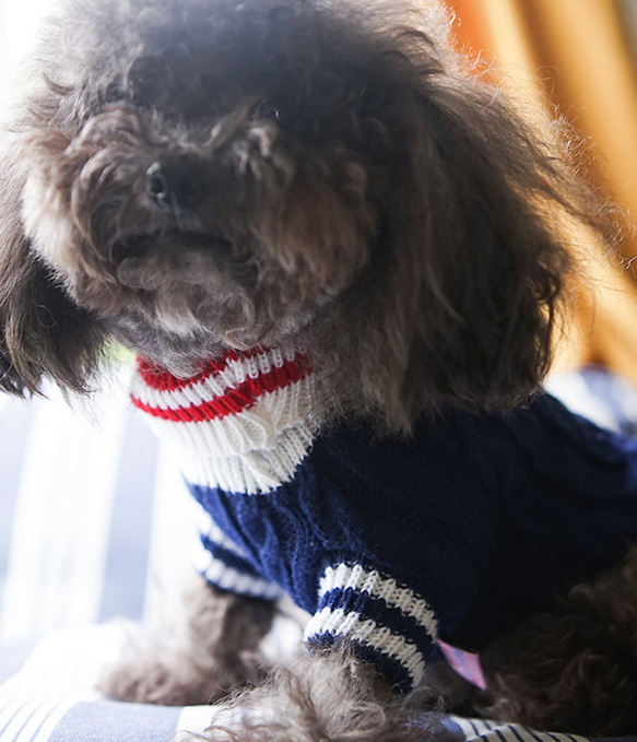 犬服 可愛い ペットウェア 犬ウェア セーター 蝶結びつき 暖かい 赤と青選択可能 5枚目の画像