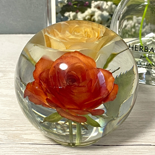 二色のミニバラの開花/インテリア小物/薔薇/花/固まるハーバリウム  