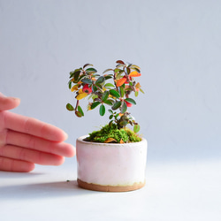 海里(かいり)さん  カマツカコケモモ  ミニ盆栽　自作鉢 1枚目の画像