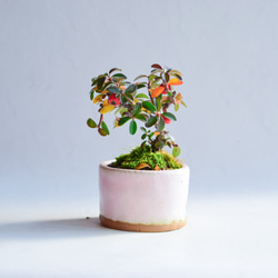 海里(かいり)さん  カマツカコケモモ  ミニ盆栽　自作鉢 2枚目の画像