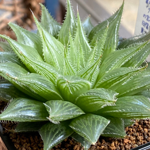 多肉植物】ハオルチア クリスタルプランツ 8センチ角 23-18 送料無料