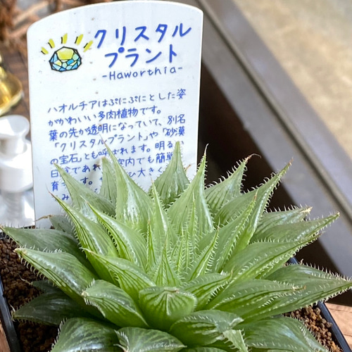 多肉植物】ハオルチア クリスタルプランツ 8センチ角 23-18 送料無料