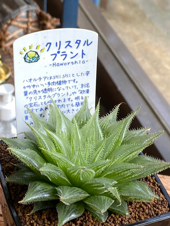 【多肉植物】ハオルチア　クリスタルプランツ　8センチ角　23-18　送料無料 10枚目の画像