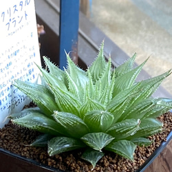 多肉植物】ハオルチア クリスタルプランツ 8センチ角 23-18 送料無料