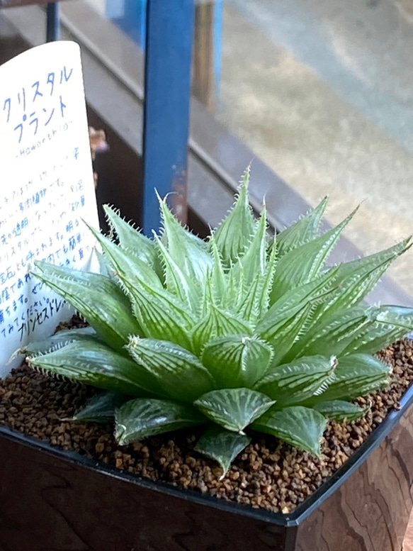 多肉植物】ハオルチア クリスタルプランツ 8センチ角 23-18 送料