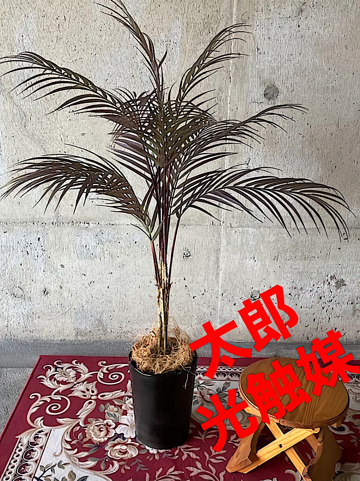 光触媒　人工観葉植物　ウォールグリーン　フェイクグリーン　アレカヤシ16596 光触媒 人工観葉植物 ウォールグリーン フェイクグリーン