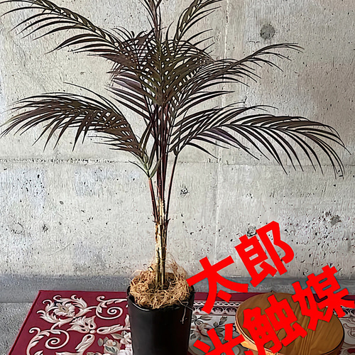 光触媒　人工観葉植物　ウォールグリーン　フェイクグリーン　アレカヤシ90茶 光触媒 人工観葉植物 ウォールグリーン フェイク フラワー