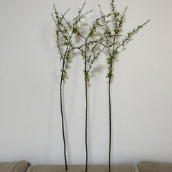 [送料込み] ユキヤナギ  枝 3本　フェイクグリーン　人工観葉植物　造花 5枚目の画像