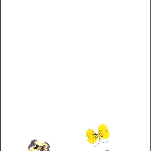 ポストカード はがき セット お手紙 花 春 おしゃれ かわいい