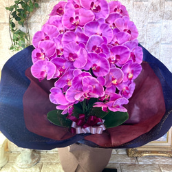 光触媒　人工観葉植物　ウォールグリーン　フェイク　フラワー　胡蝶蘭8250 2枚目の画像