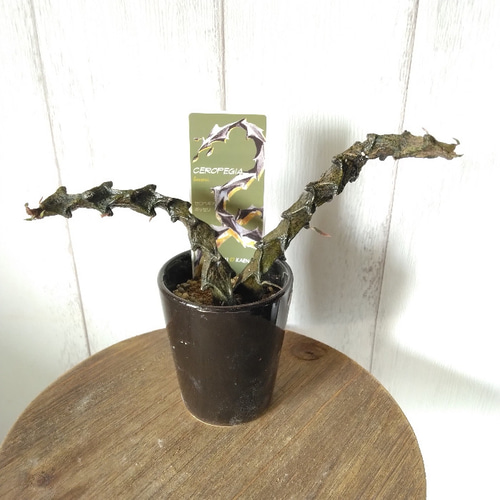 現品】超希少種レア 良株 セロベキア ボッセリ 多肉植物 観葉植物 陶器