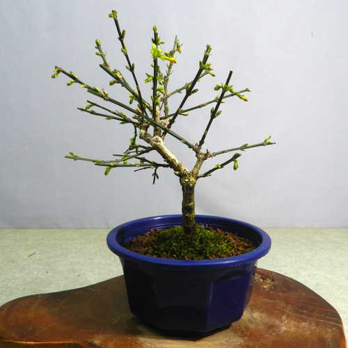 黄梅　小品盆栽　盆栽 黄梅。小品盆栽。