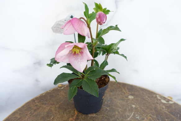 最新品種♡希少 クリスマスローズ 散らず桜 苗 花苗 〈バラ苗
