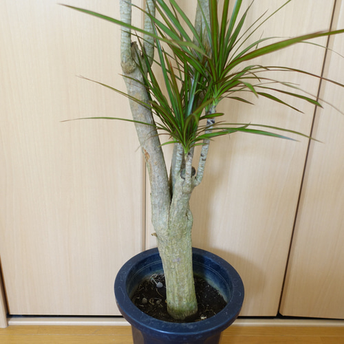 良株◎ ドラセナ コンシンネ マルギナータ 観葉植物 室内 高さ