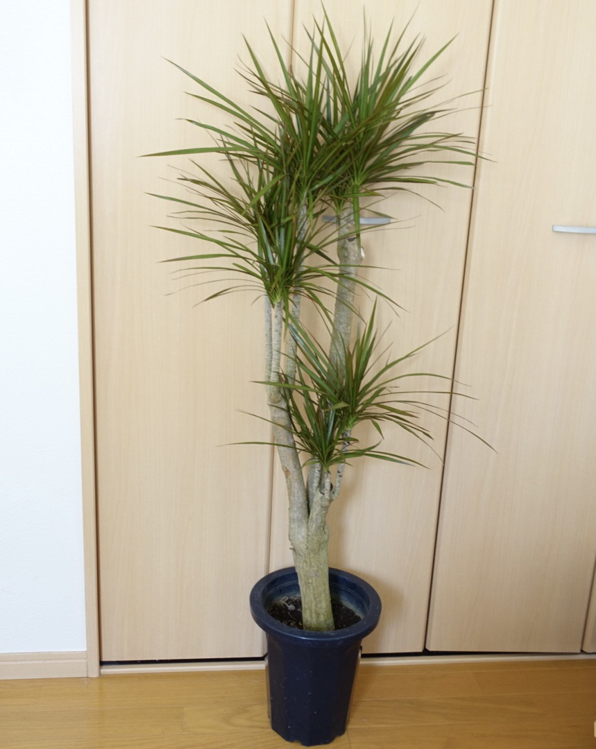 良株◎ ドラセナ コンシンネ マルギナータ 観葉植物 室内 高さ130