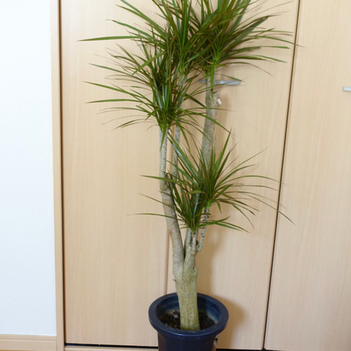 良株◎ ドラセナ コンシンネ マルギナータ 観葉植物 室内 高さ