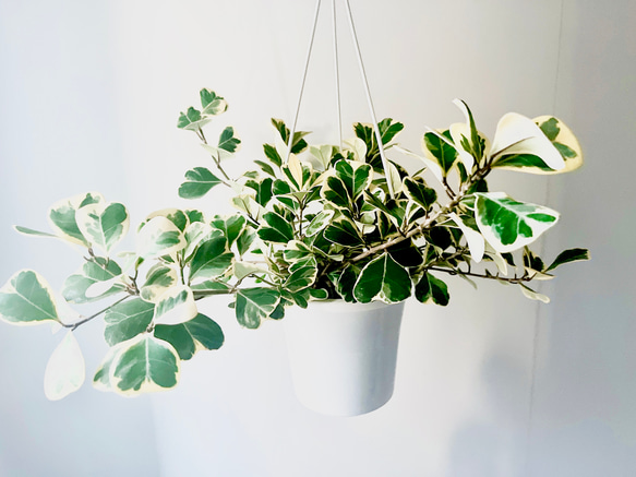 【おすすめ】フォカス スイートハート 観葉植物 大型 室内 calm cafe 1/9 フィカス スウィートハート 吊り下げ 観葉植物 室内 ハンギング