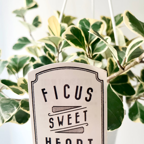 【限定特価】フィカス スウィートハート 2株 登録品種 観葉植物 calmca 限定特価】フィカス スウィートハート 2株 登録品種 観葉植物 calmca