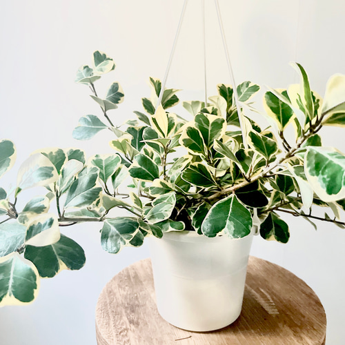 【再入荷】フィカス スウィートハート 2株 登録品種 観葉植物 calmcafe 希少】フィカス スウィートハート 2株植え 大型 観葉植物 calm