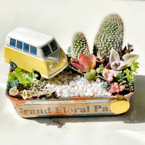 多肉植物の寄せ植え♡男前ソロキャンプ♡そのまま飾れる