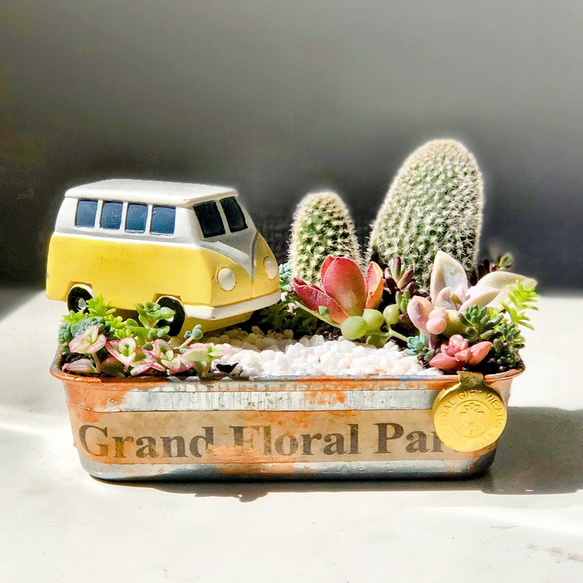 多肉植物の寄せ植え♡海辺のドライブデート♡そのまま飾れる