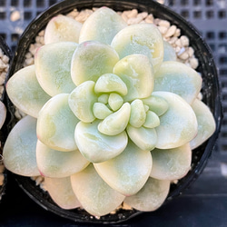 最上の品質な ラウル錦 15257098 通販 プクニク 多肉植物 多肉植物 韓国苗 その他多肉植物