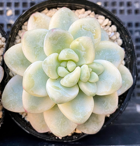 【返品不可】 ラウル錦 韓国苗 15257098 通販 プクニク 多肉植物 多肉植物 その他多肉植物