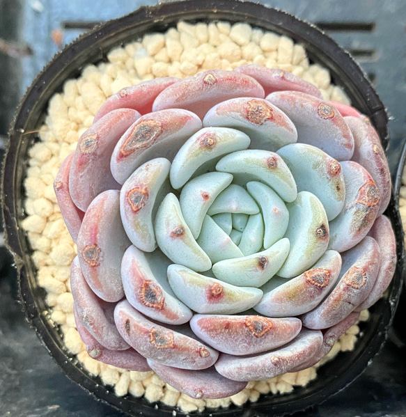 SALE】ラピネ 韓国苗 多肉植物 多肉植物 プクニク 通販｜Creema 