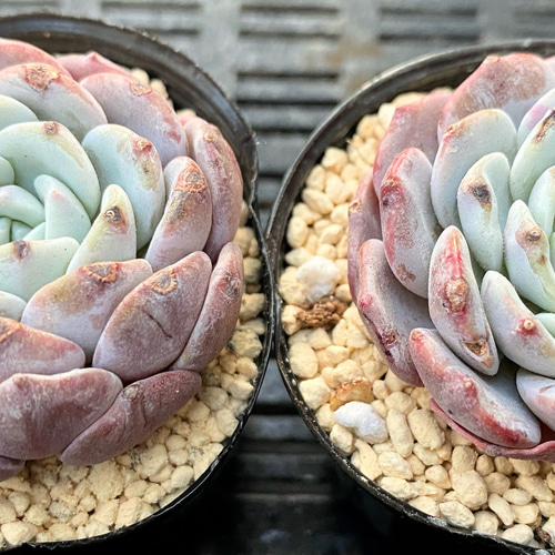 SALE】ラピネ 韓国苗 多肉植物 多肉植物 プクニク 通販｜Creema 