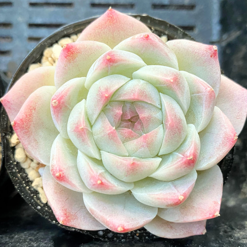 クリームローズ 韓国苗 多肉植物 多肉植物 プクニク 通販 クリームローズ 韓国苗 多肉植物 多肉植物 プクニク 通販