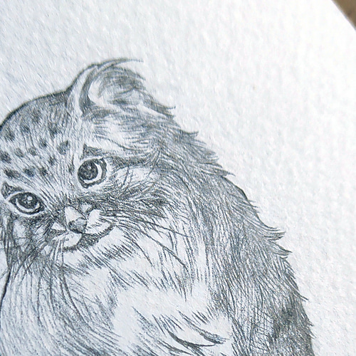 鉛筆画　猫 猫の絵 191 鉛筆画 原画 | Forest cat