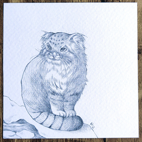 鉛筆画】マヌルネコ／ミニ原画 9cm×9cm＊一点物＊もふもふ猫