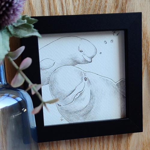 鉛筆画】シロイルカ／ミニ原画 9cm×9cm＊一点物＊珍しい動物イラスト04