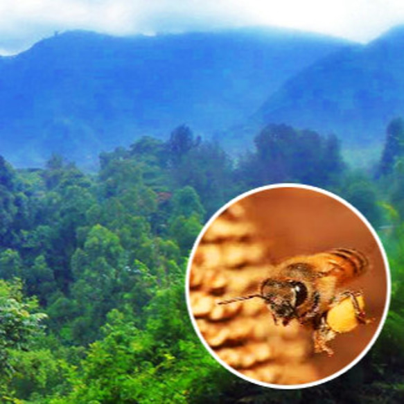 【フラワーギフト】　COFFEE FOREST HONEY-コーヒーの原生林の花から採れた完熟「生」はちみつ-　 7枚目の画像