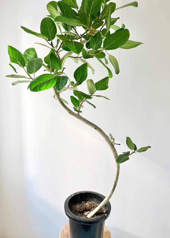 室内 観葉植物 曲がり フィカスベンガレンシス 観葉植物 曲がり（10号鉢）｜HanaPrime（ハナ ベンガレンシス フィカス フィカス